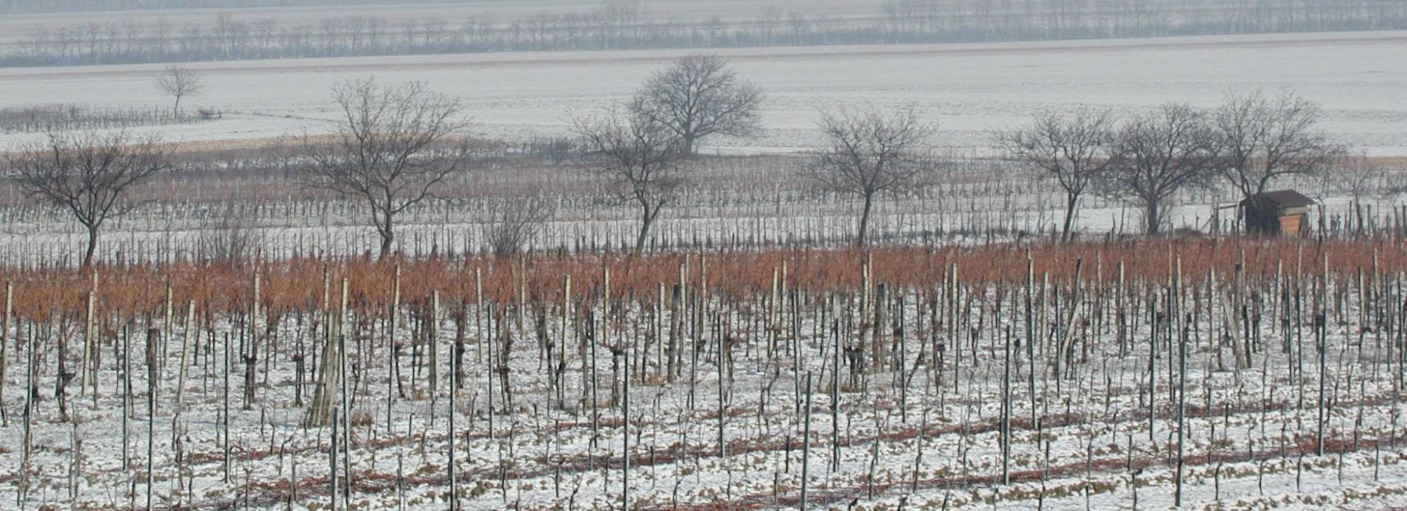 Weinbau Eder