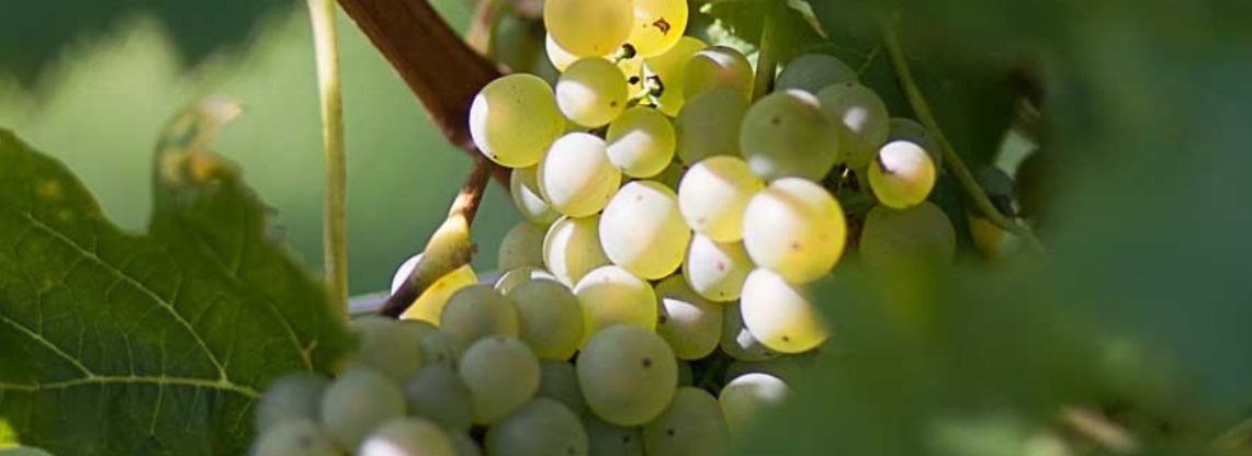 Weinbau Eder