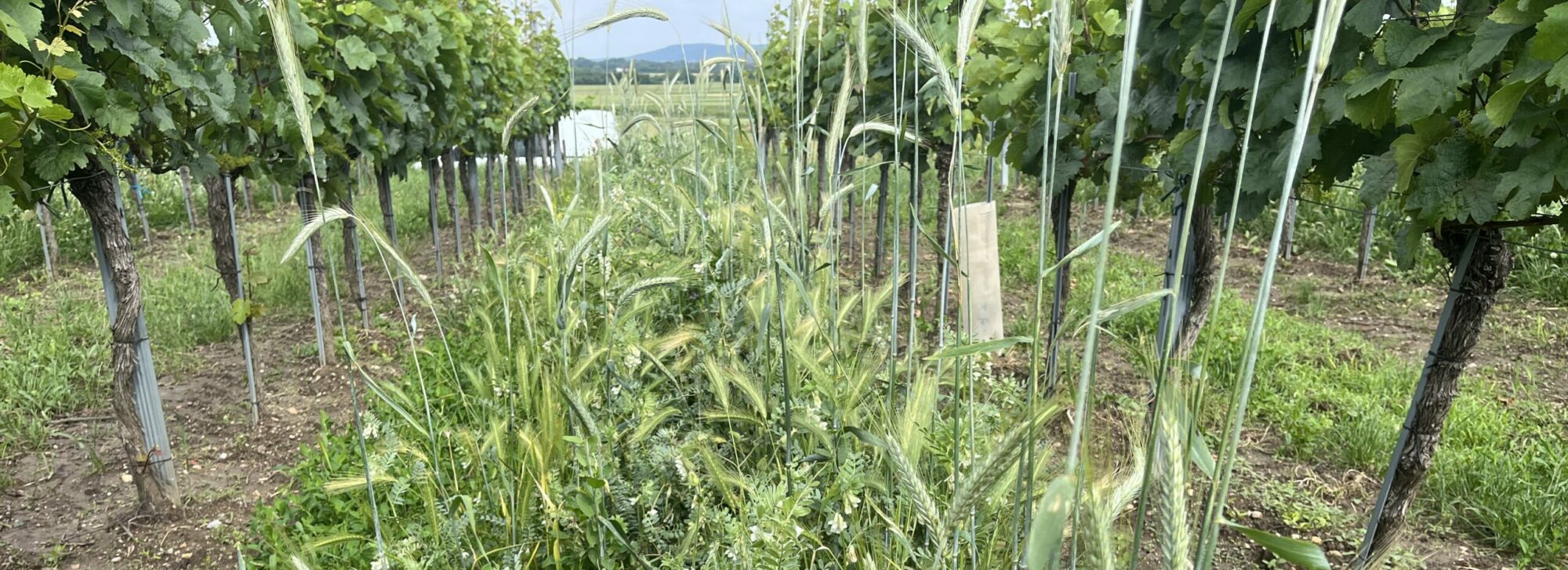 Weinbau Eder
