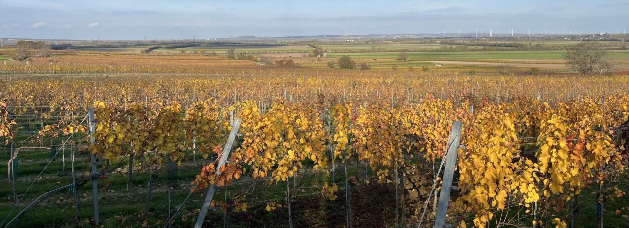 Weinbau Eder